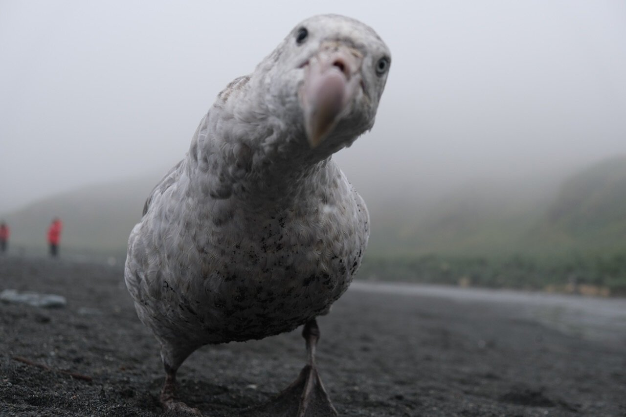 Bald Eagle